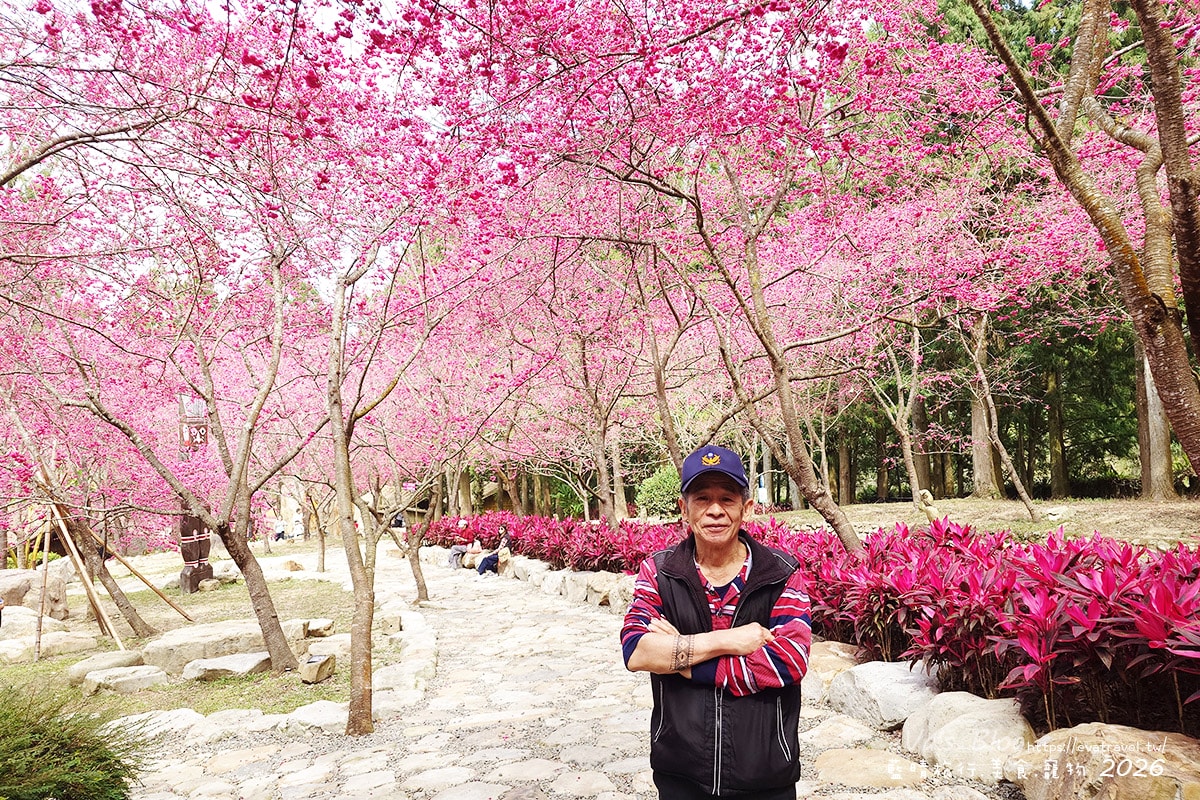 爸爸在櫻花林前拍照，展示原住民手臂紋身，九族文化村特色體驗