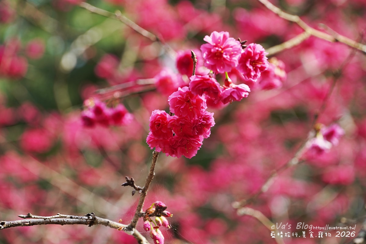 腓紅色櫻花近拍，南投九族文化村賞櫻