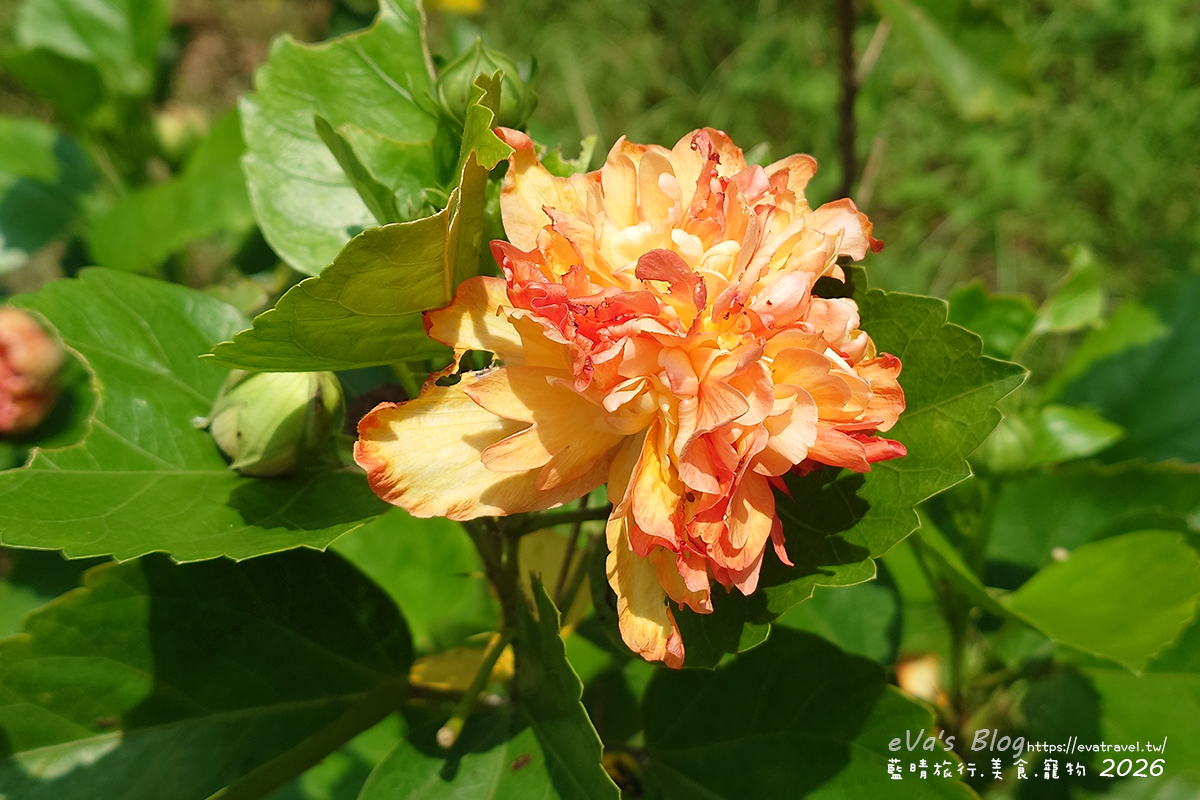 草本光農場庭園盛開的橘黃色重瓣朱槿花（扶桑花）