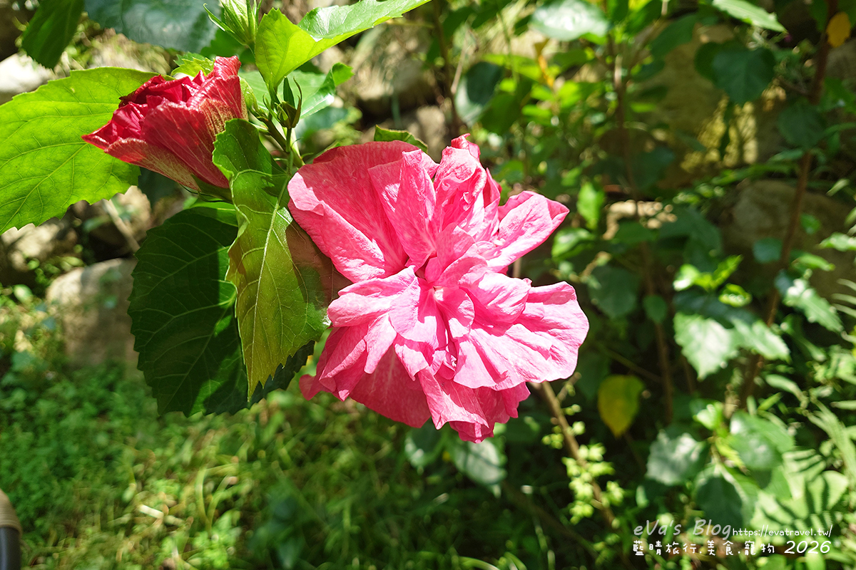 草本光農場庭園盛開的桃紅色朱槿花（扶桑花）