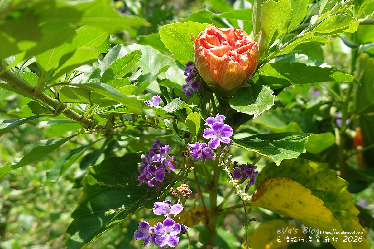 草本光農場庭園花卉，橘色朱槿花苞與紫色蕾絲金露花同框盛開