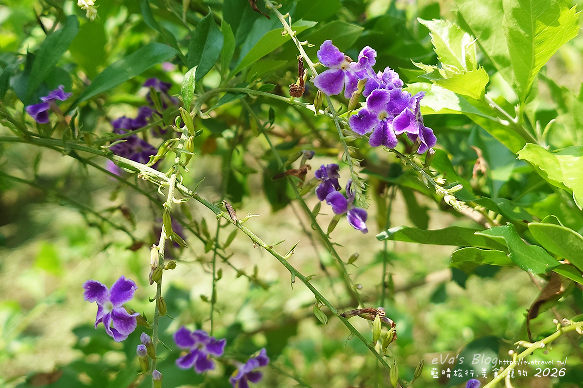 草本光農場庭園盛開的紫色蕾絲金露花細節
